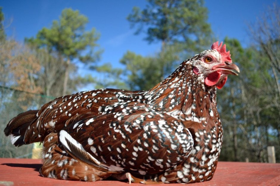 Speckled Sussex