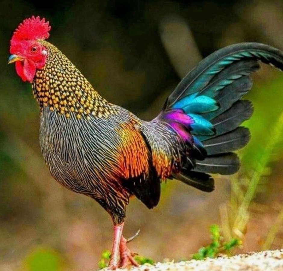 Дикие банкивские куры