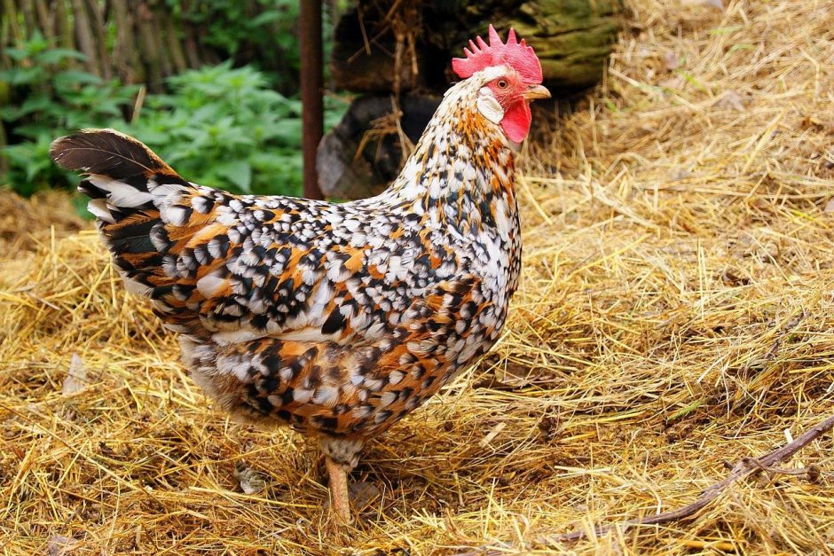 Farm Yellow Hen