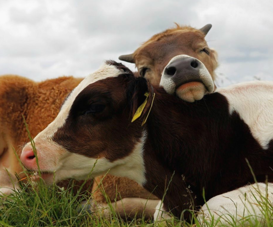 Улыбка коровы