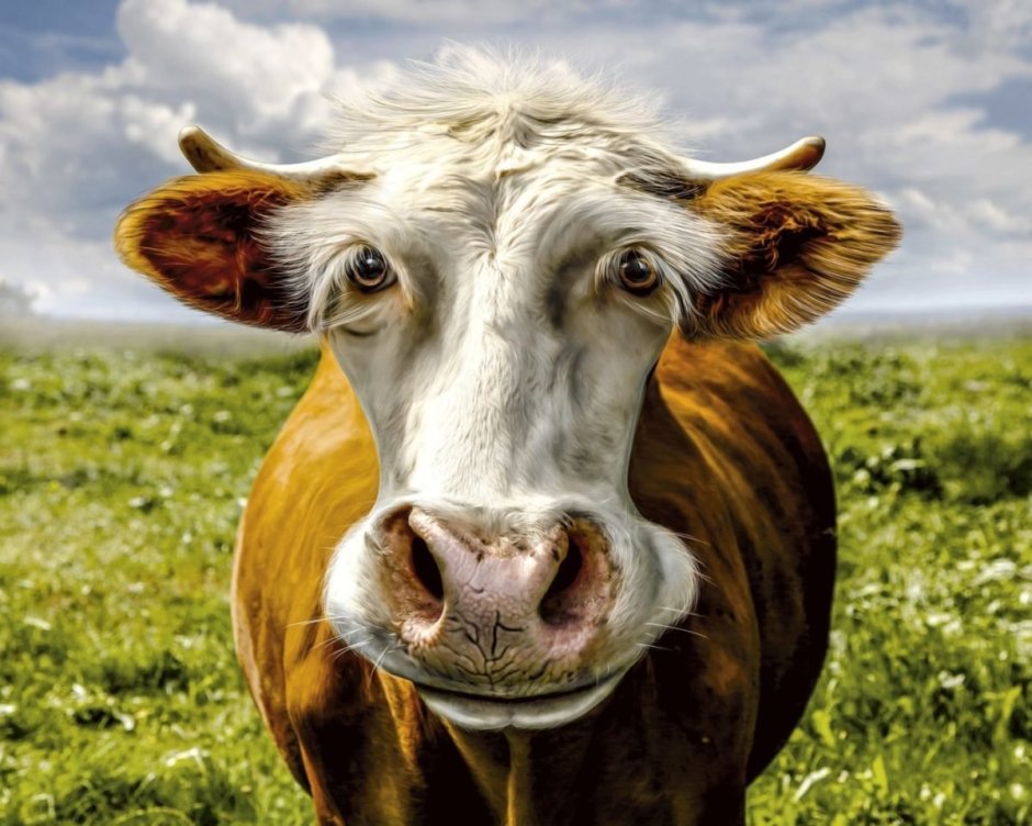 Веселая корова.