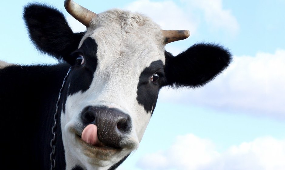 Корова улыбается фото