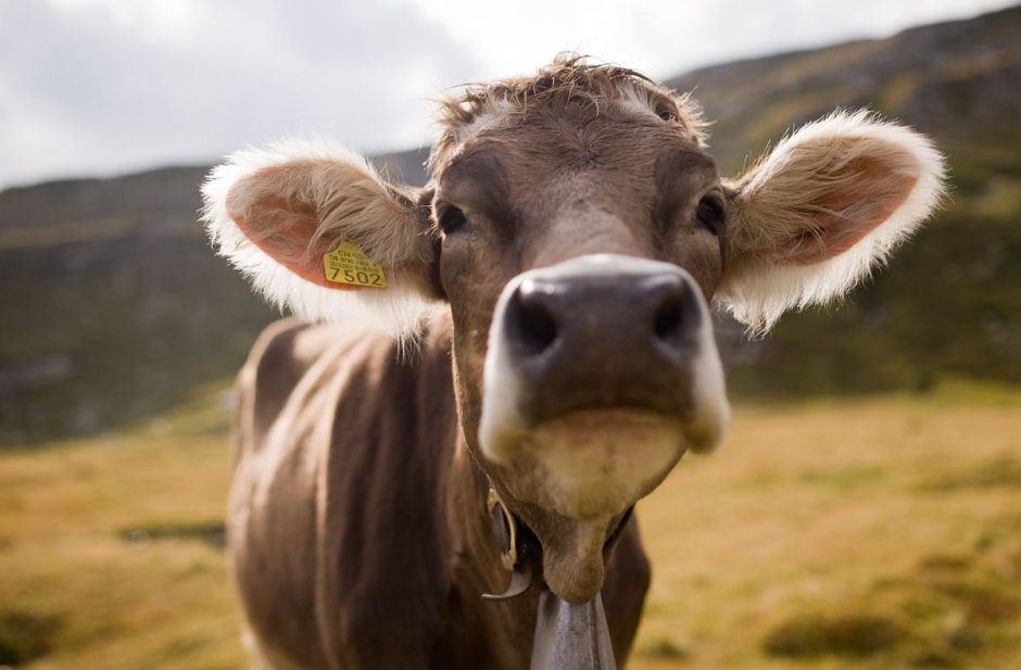 Милые коровы