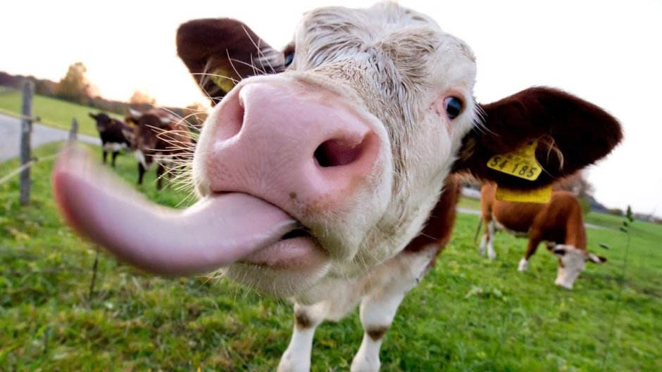 Морда коровы на белом фоне