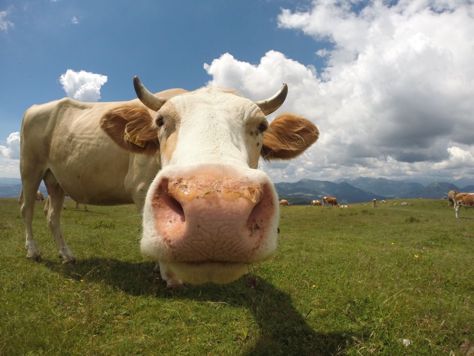 Телочка корова