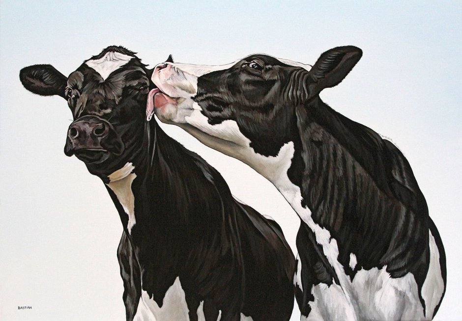 Коровы целуются