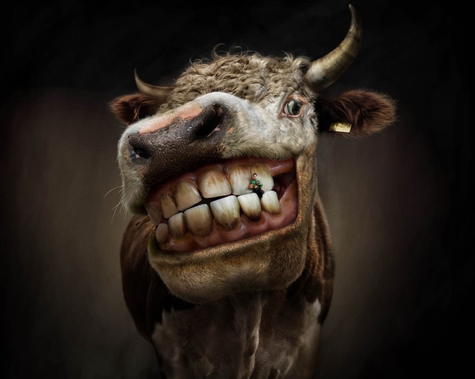 Креативная корова