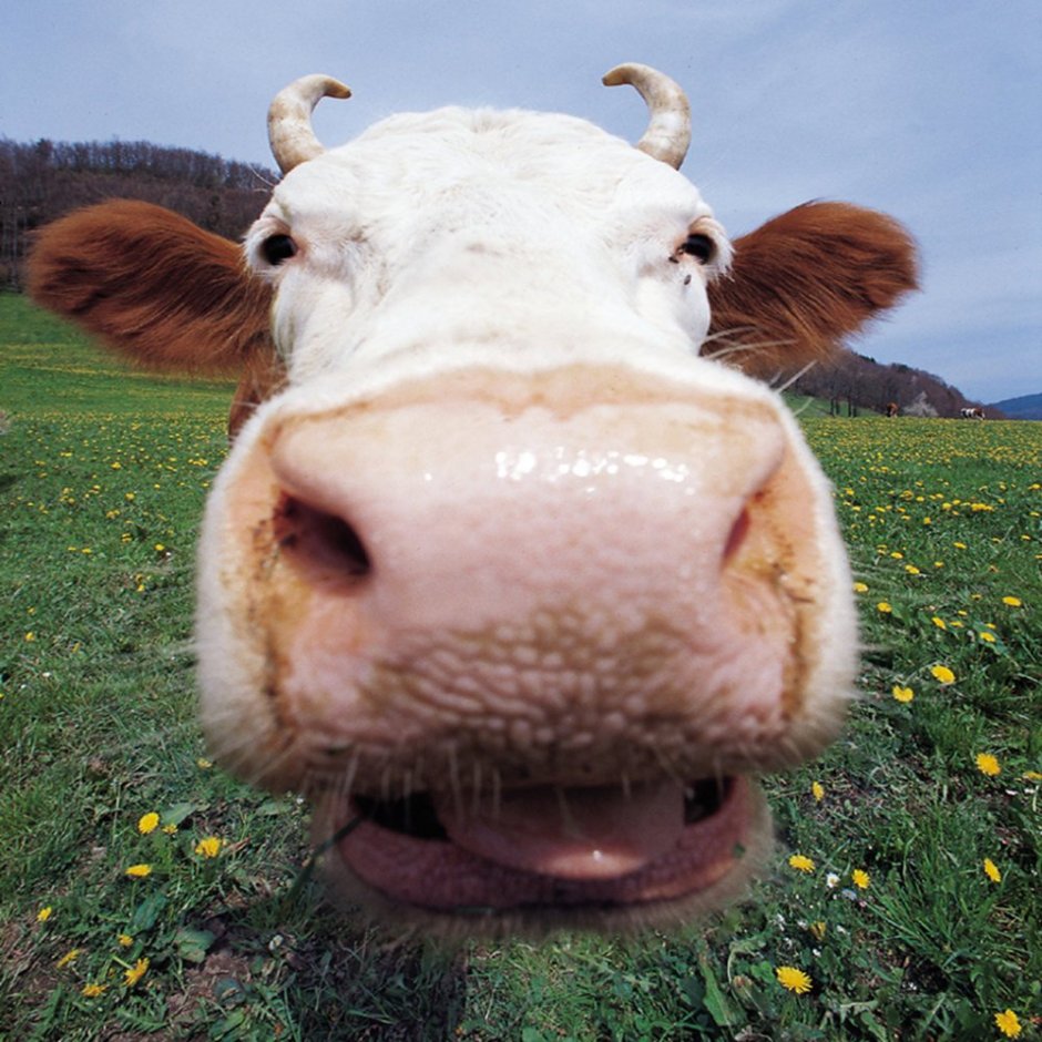 Смешные коровы