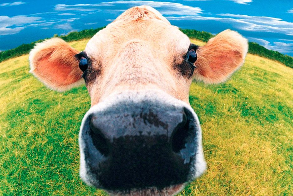 Смешные коровы