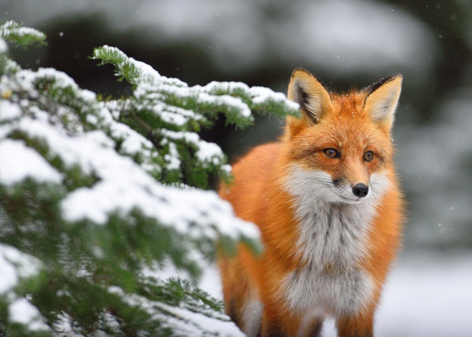 Лисичка Патрикеевна Полярная