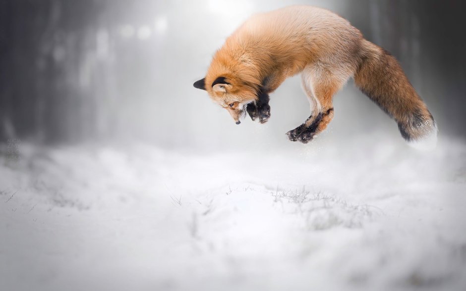 Лисица в сугробе