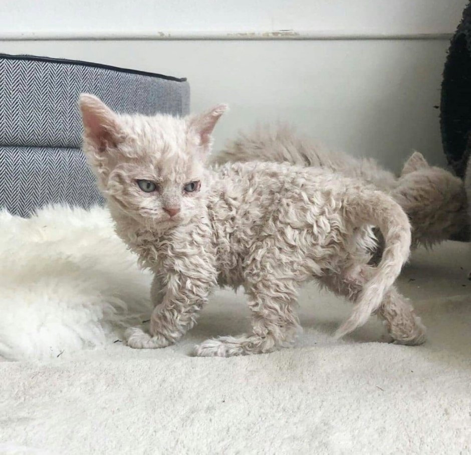 Кот Селкирк рекс