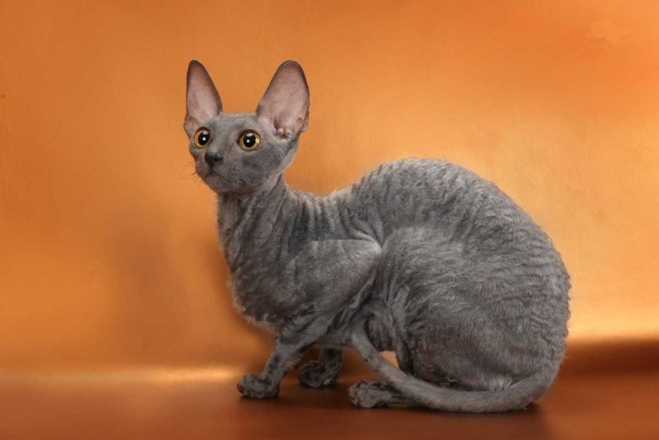 Кошка Корниш Шрек