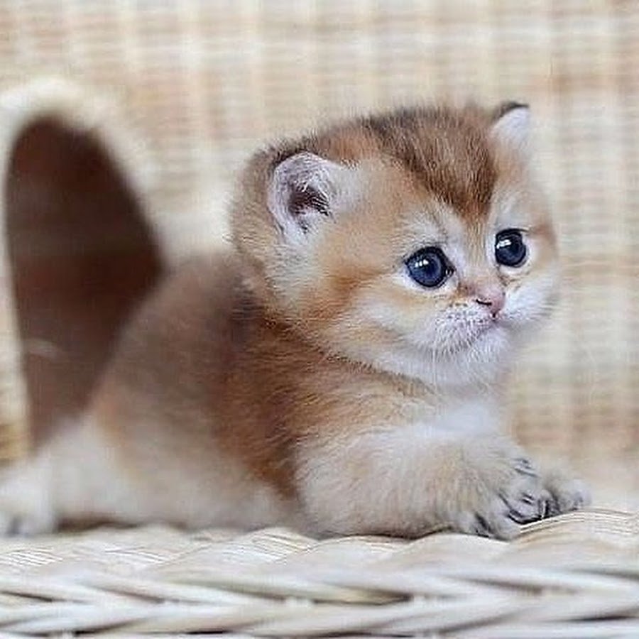 Шотландская Золотая шиншилла