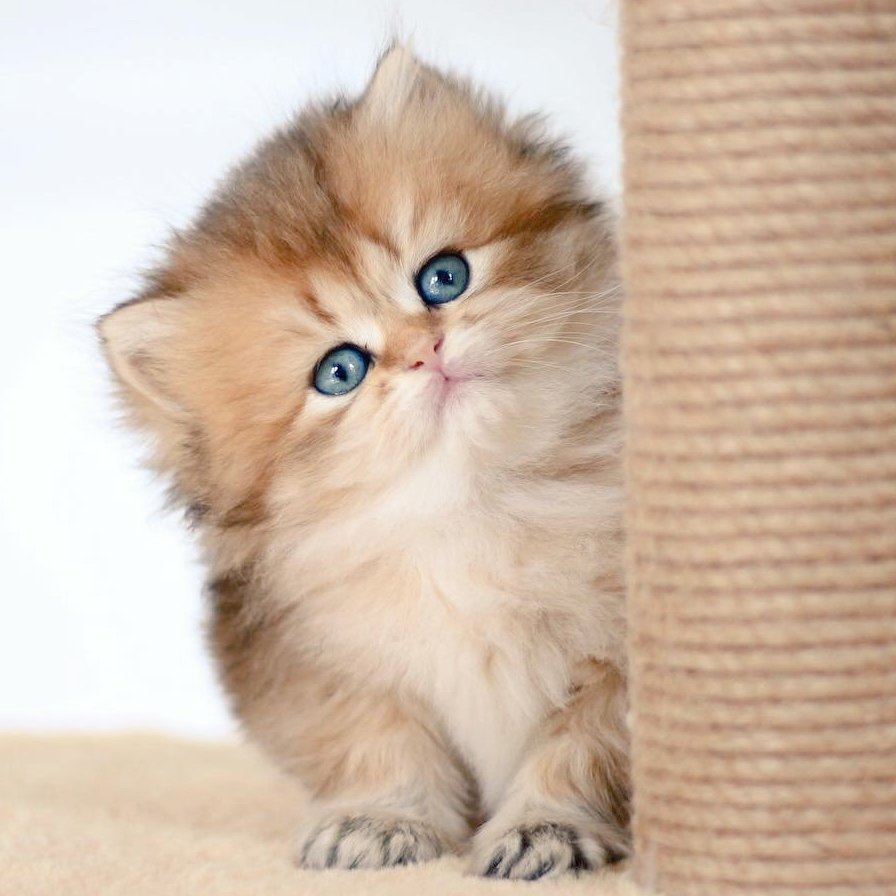 Британская Золотая шиншилла длинношерстная