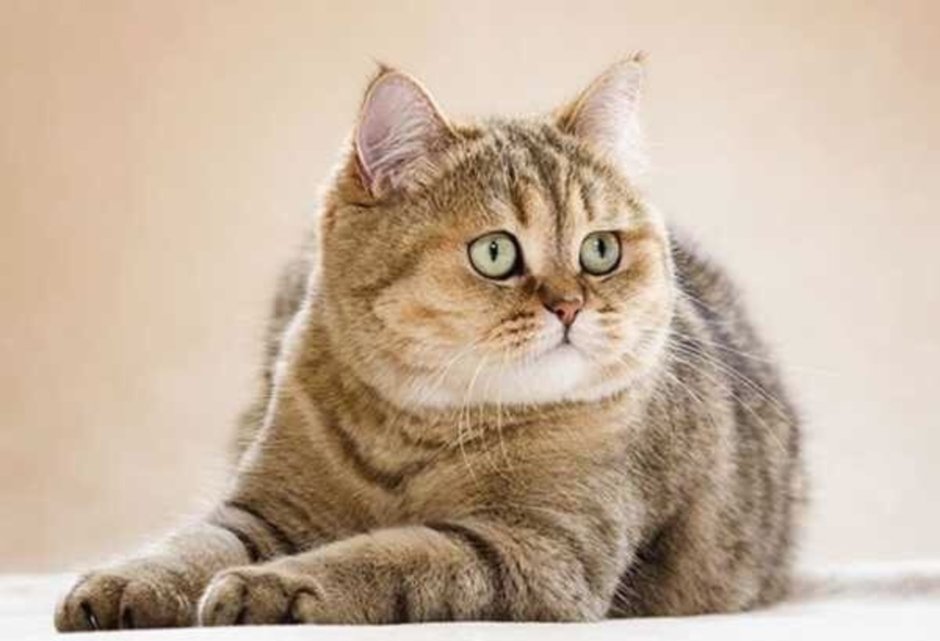 Британская шиншилла полосатая