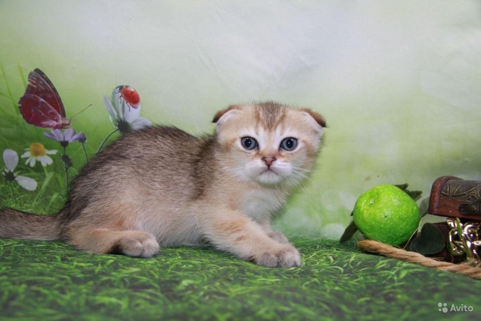 Шотландская короткошёрстная кошка