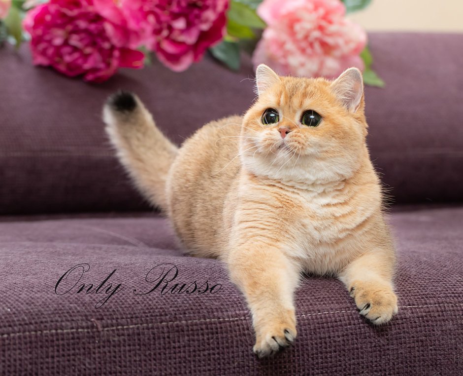 Британская Золотая шиншилла