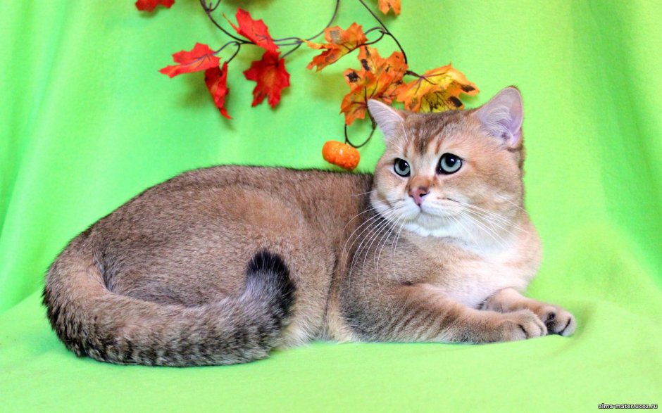 Золотистая шиншилла табби