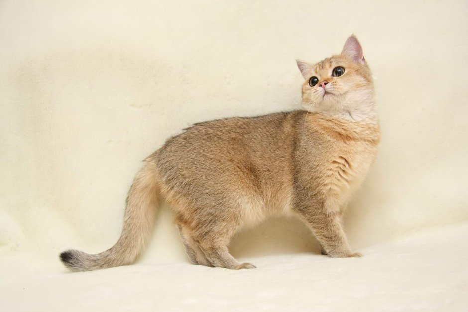 Тикированный табби британец