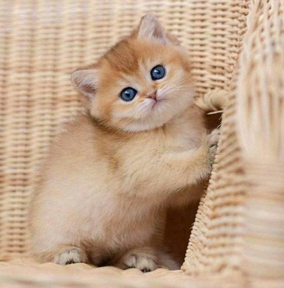 Кошка британец Золотая шиншилла