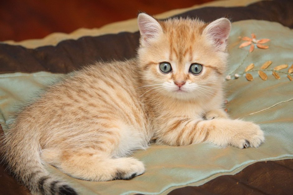 Золотая шиншилла табби