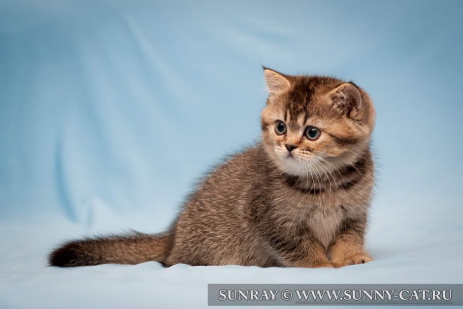 Браун табби тикированный