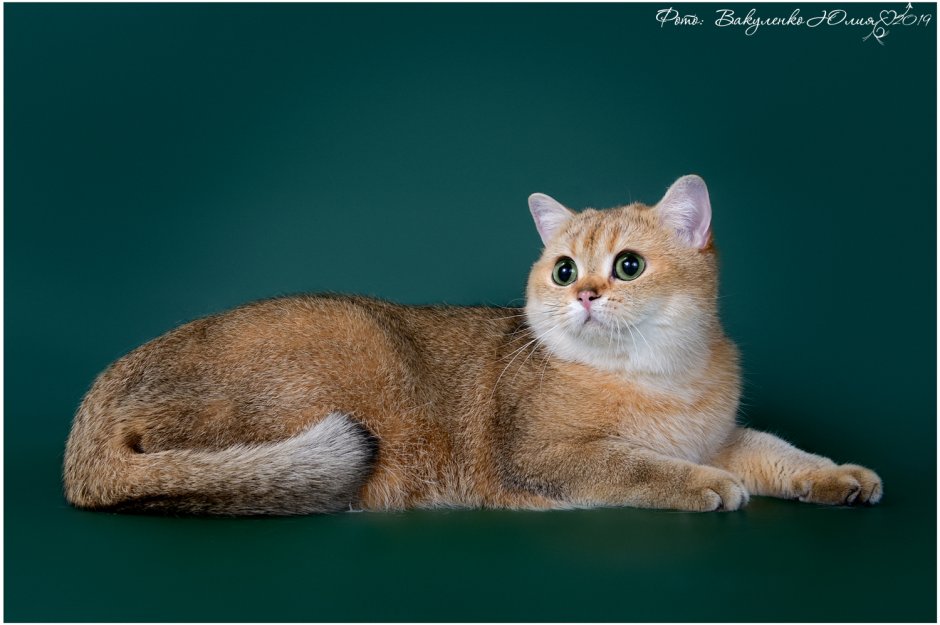 Золото Клубная ny25 кошка