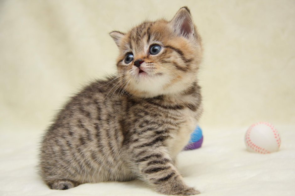 Британская шиншилла полосатая