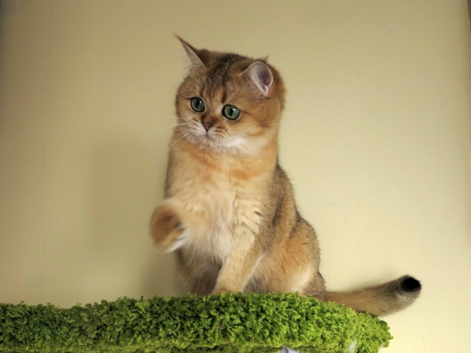 Британская Золотая шиншилла длинношерстная