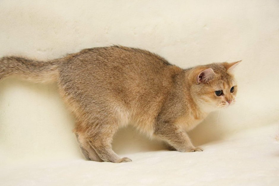 Кот британский тикированный шиншилла ny25