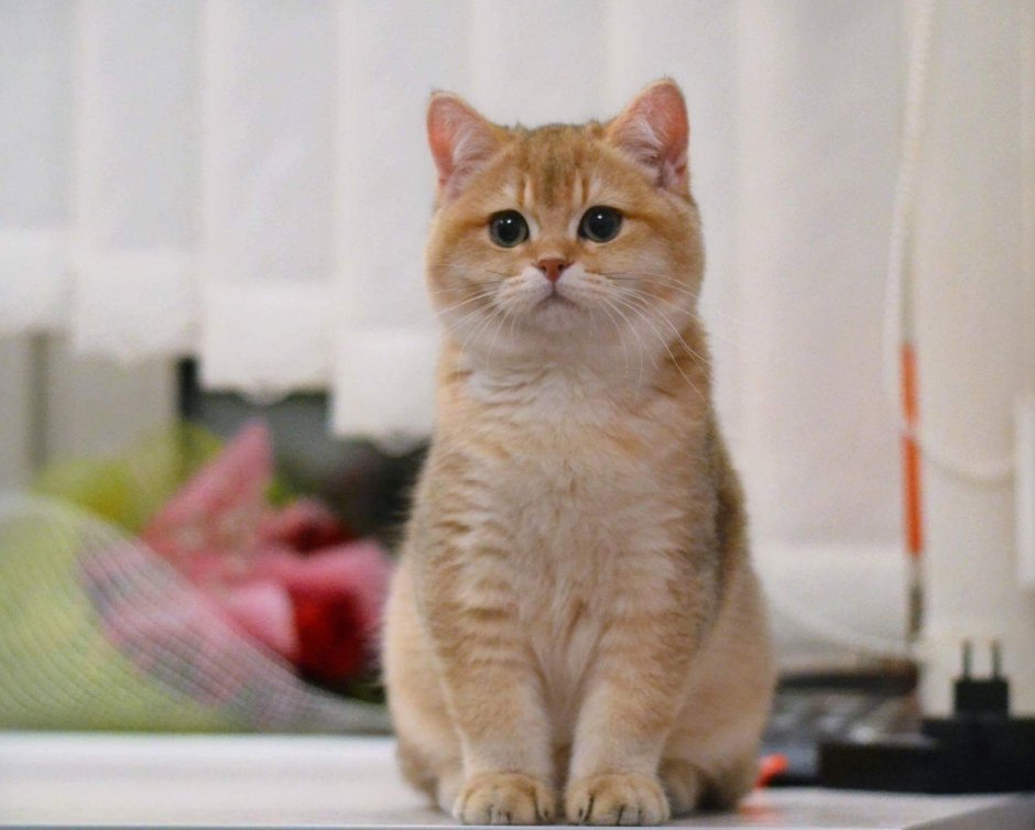 Золотая шиншилла табби