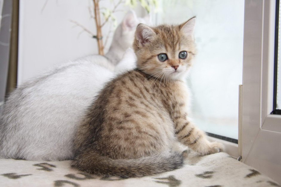 Золотая шиншилла табби