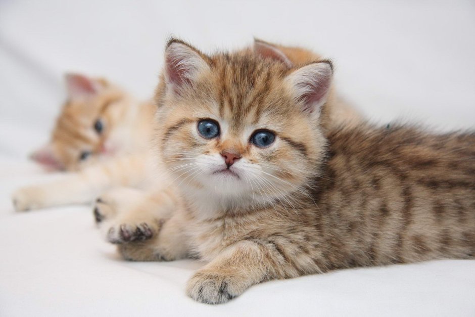 NY 24 Золотая шиншилла