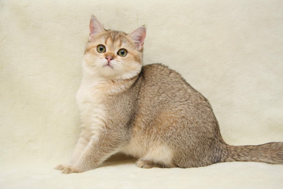 Британская тикированная шиншилла