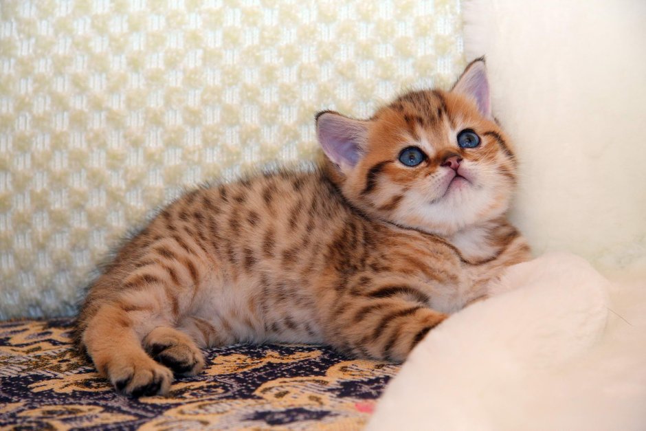 Шиншилла Шотландская NY 24