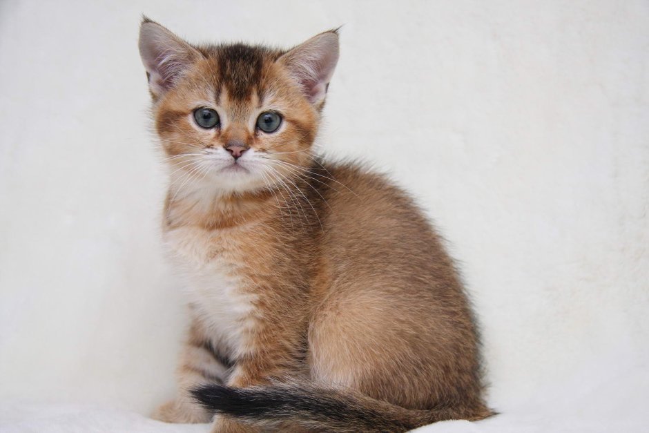 Черная Золотая тикированная шиншилла