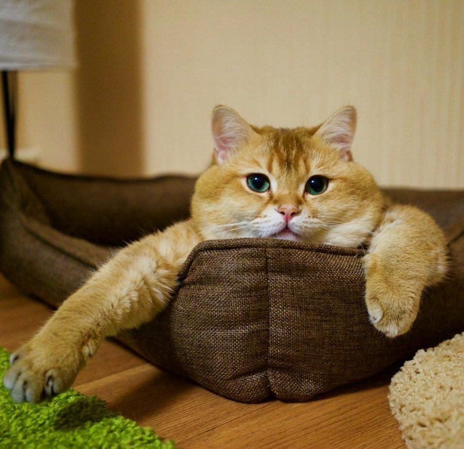 Шотландская Хосико