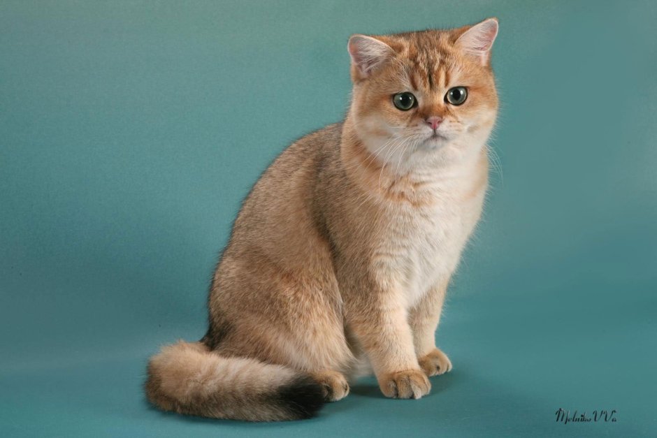 Золотая шиншилла ny25