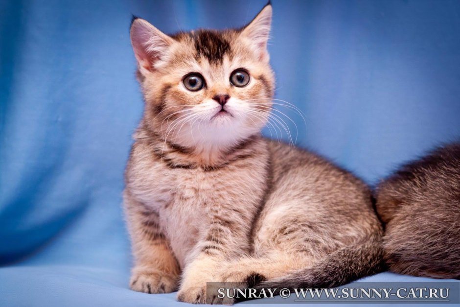 Тикированный табби Шотландская