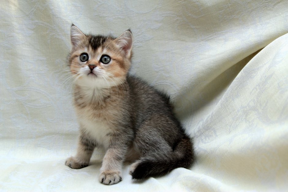 Браун табби тикированный