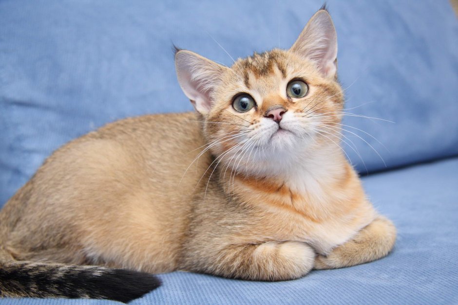 Золотой тикированный британец табби