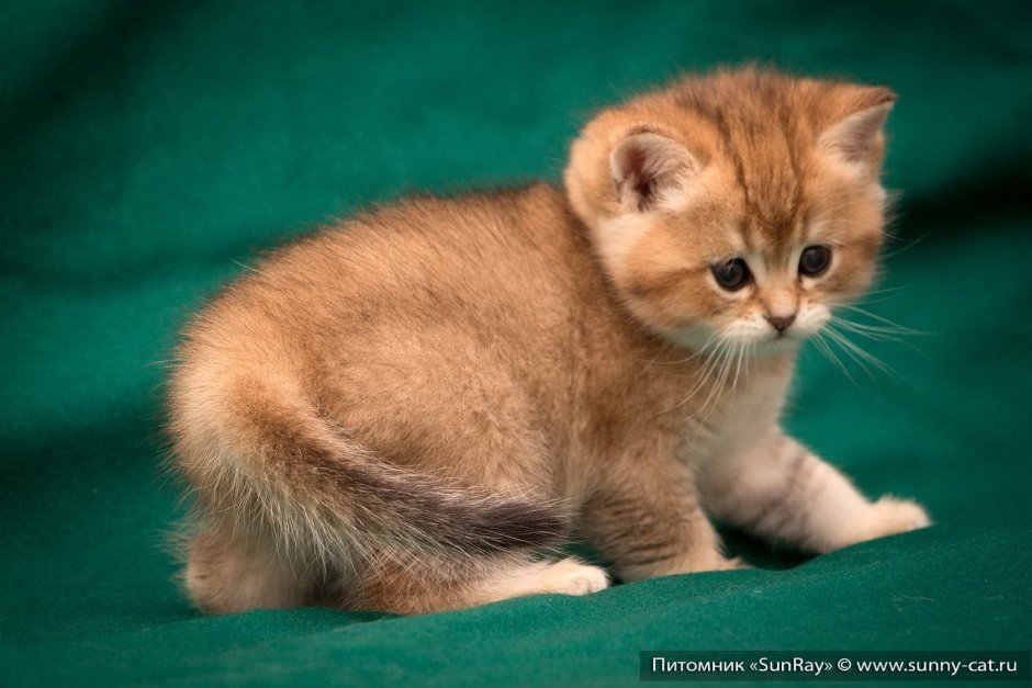 Золотая тикированная Шотландская кошка