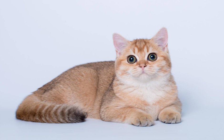 Кошка британец Золотая шиншилла