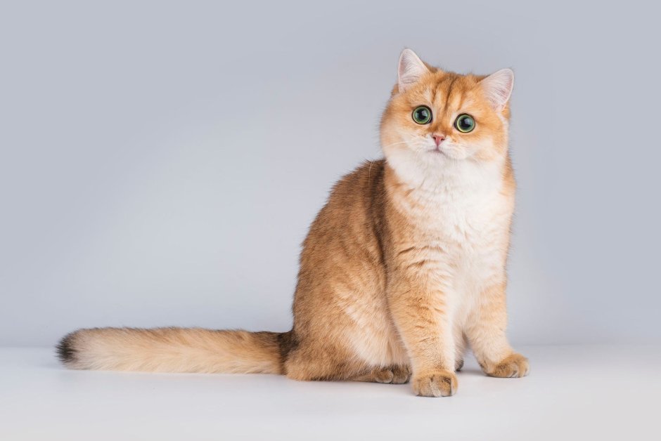 Шотландская короткошерстная Золотая шиншилла