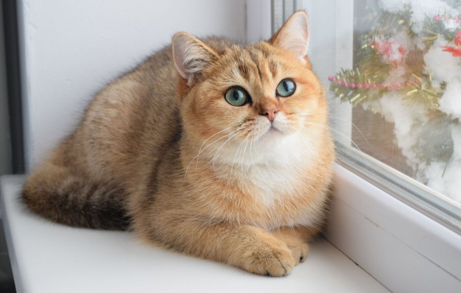 Британская кошка Золотая шиншилла