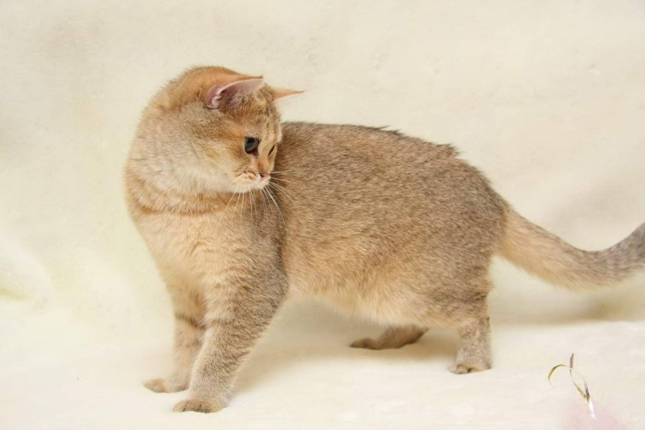 Британская табби кошка Золотая