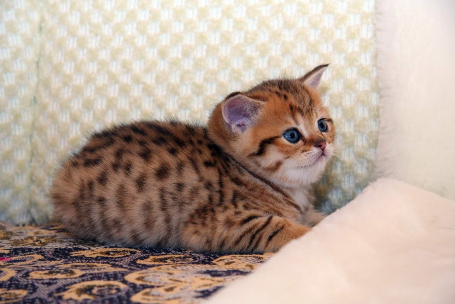 Золотая шиншилла табби кошка