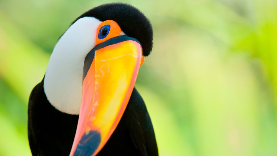 Flora and fauna Peru