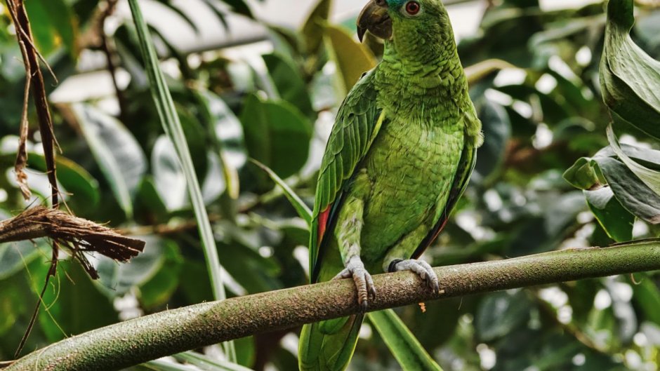 Аргентинский зеленый попугай